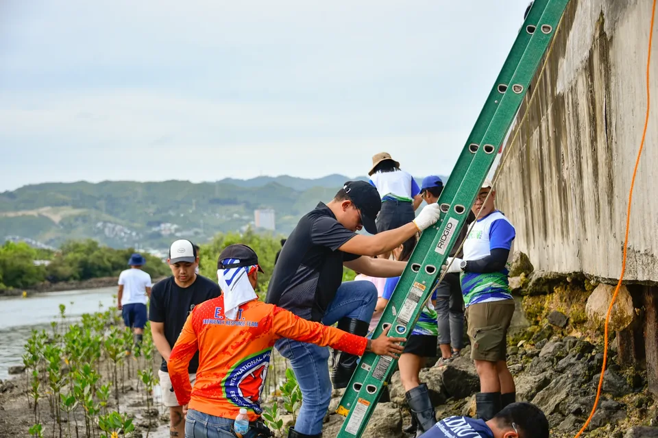 IPI employees planting mangrove propagules by hand across a tidal flat during the company’s EcoWellness mangrove planting day
