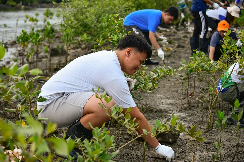 IPI employees planting mangrove propagules by hand across a tidal flat during the company’s EcoWellness mangrove planting day