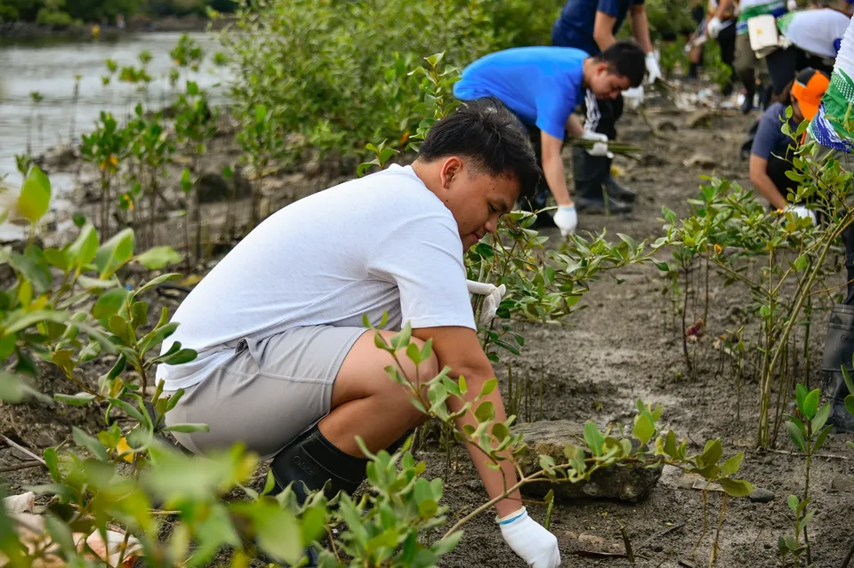 IPI employees planting mangrove propagules by hand across a tidal flat during the company’s EcoWellness mangrove planting day