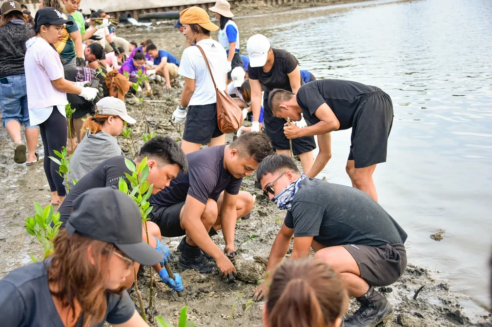IPI employees planting mangrove propagules by hand across a tidal flat during the company’s EcoWellness mangrove planting day