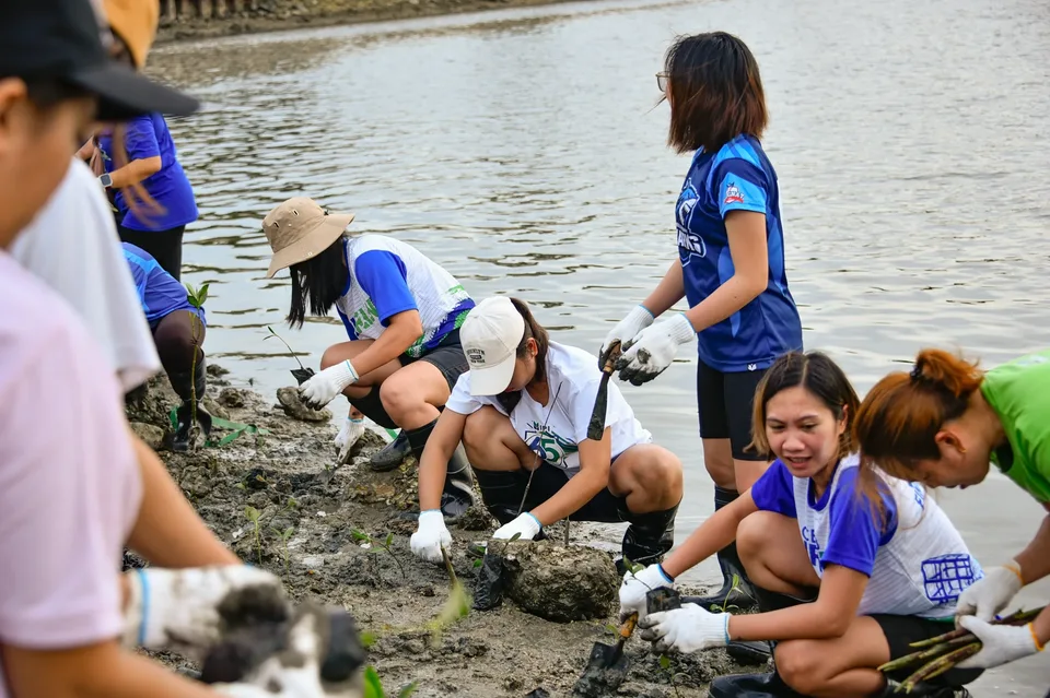 IPI employees planting mangrove propagules by hand across a tidal flat during the company’s EcoWellness mangrove planting day