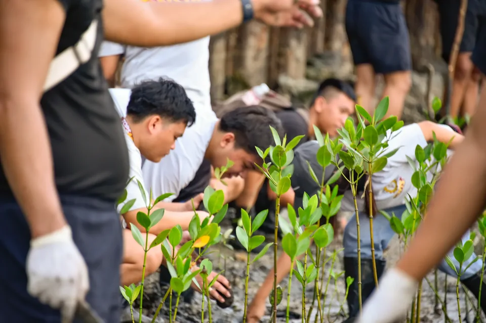 IPI employees planting mangrove propagules by hand across a tidal flat during the company’s EcoWellness mangrove planting day